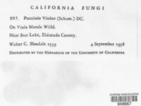 Puccinia violae image